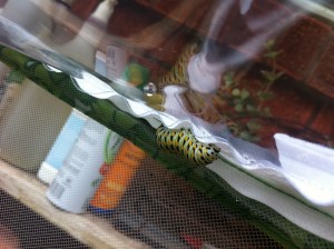 The caterpillar has indeed crawled up to the very top of the habitat and appears to be settling in. Tomorrow there should be a chrysalis, and in a couple of weeks, a new butterfly!